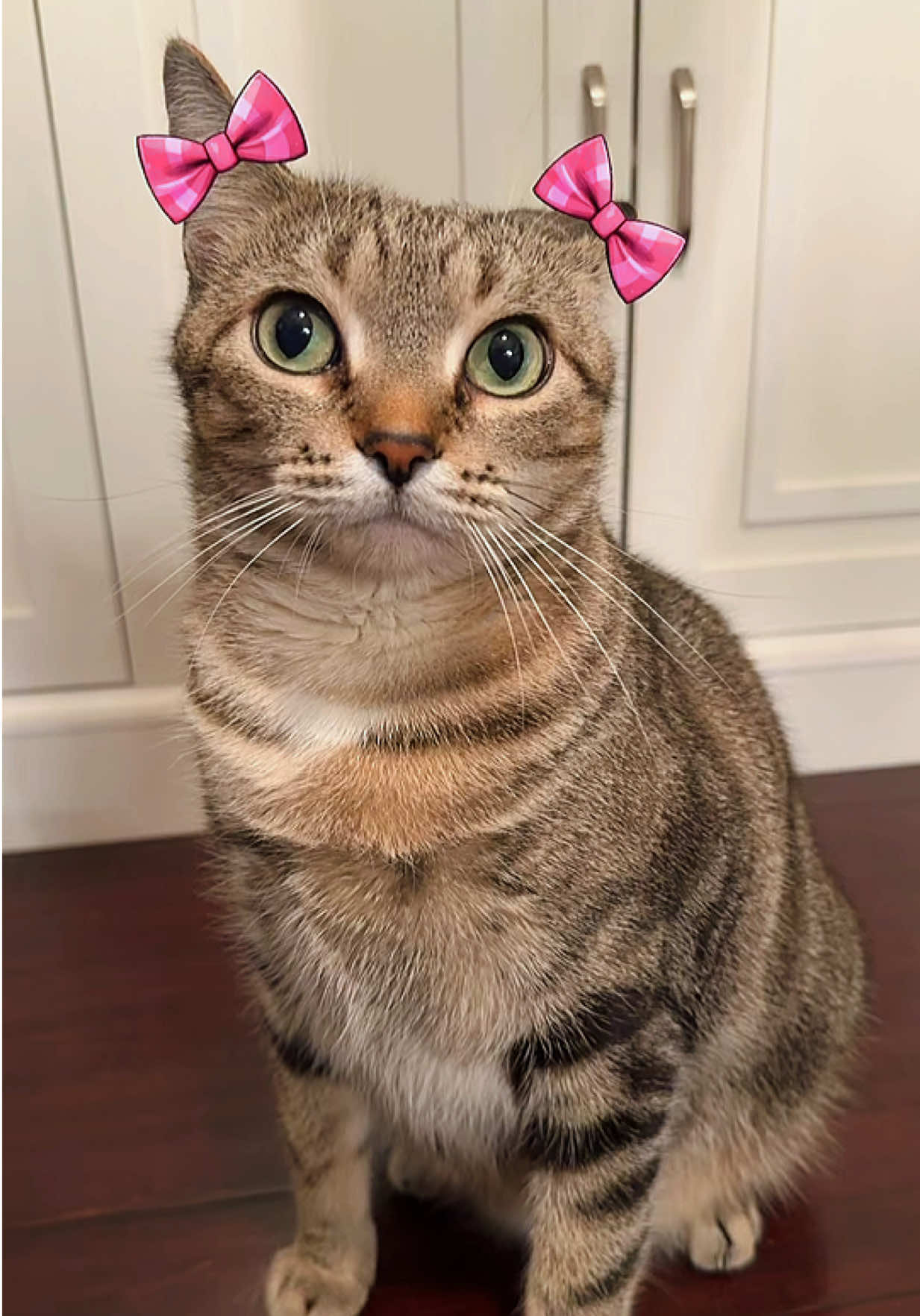 @lia_liam_nylah