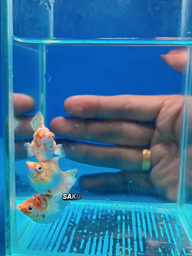 @Wan Aquatic