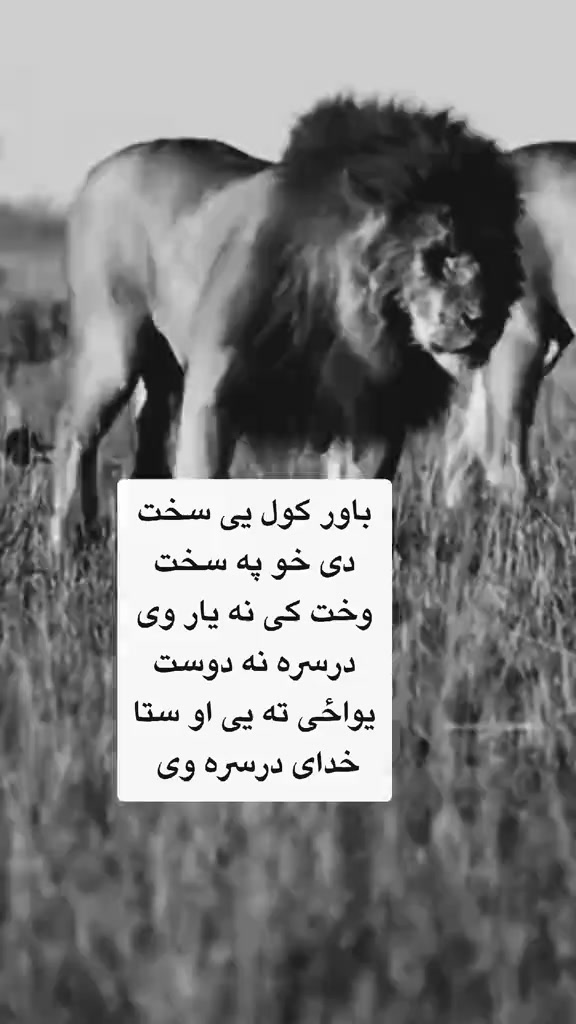 @ریس 💀پروانی 👑هلک