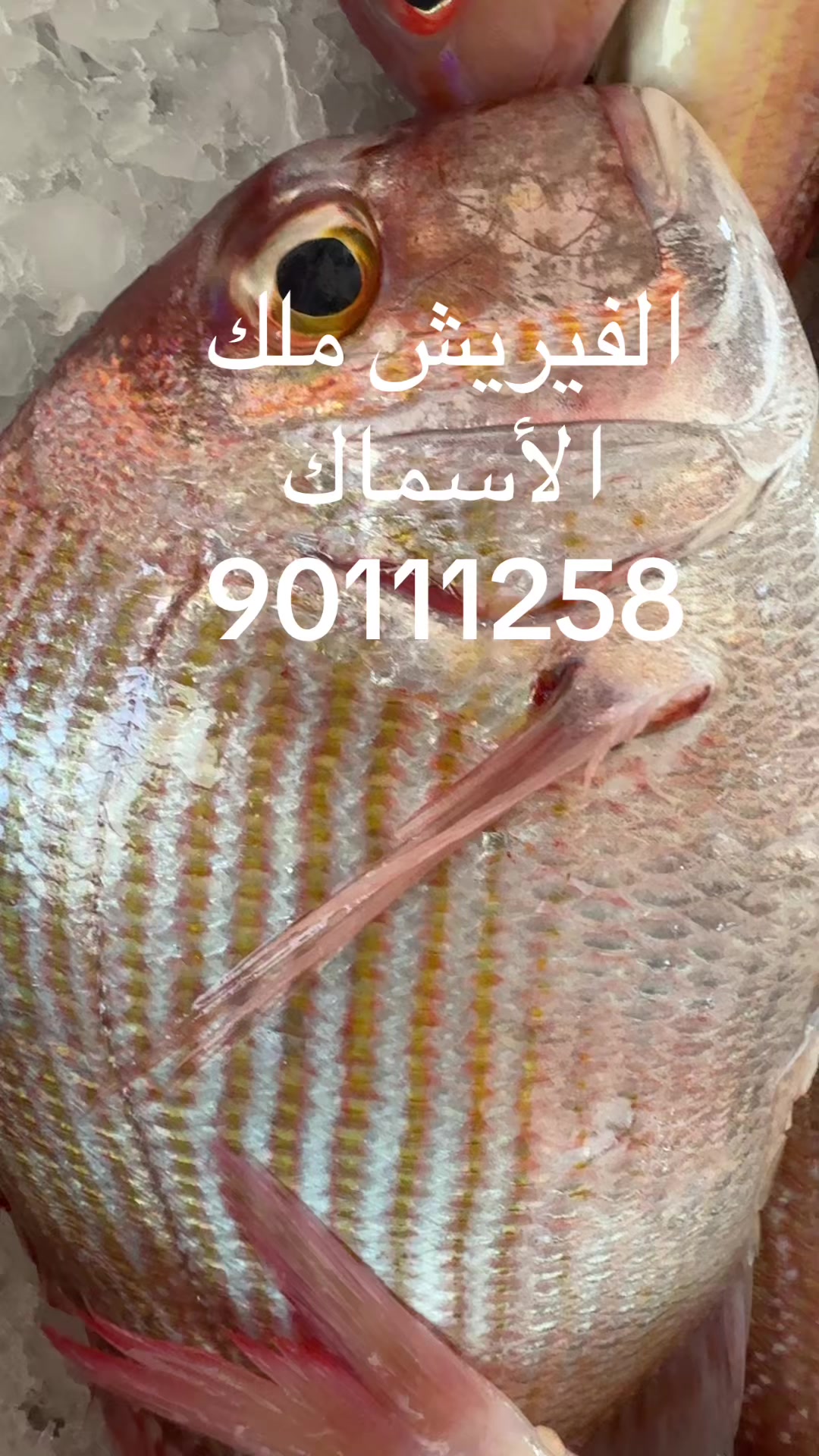 @KING FISH 🇴🇲 مـلـك الأســماك