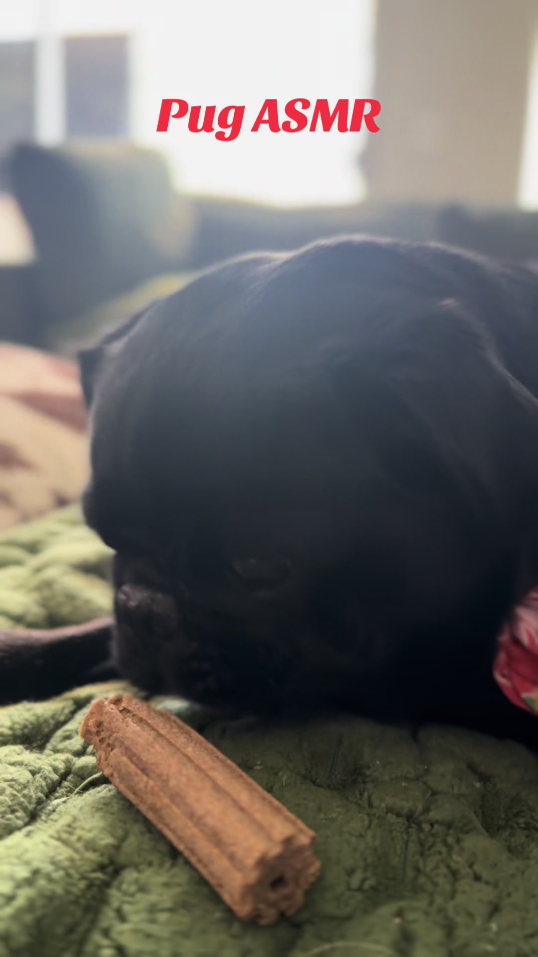 @Hershey The Pug
