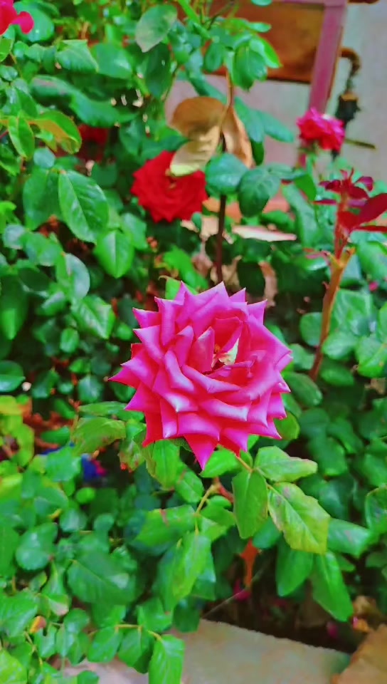 @عبير الورد🧡🍂