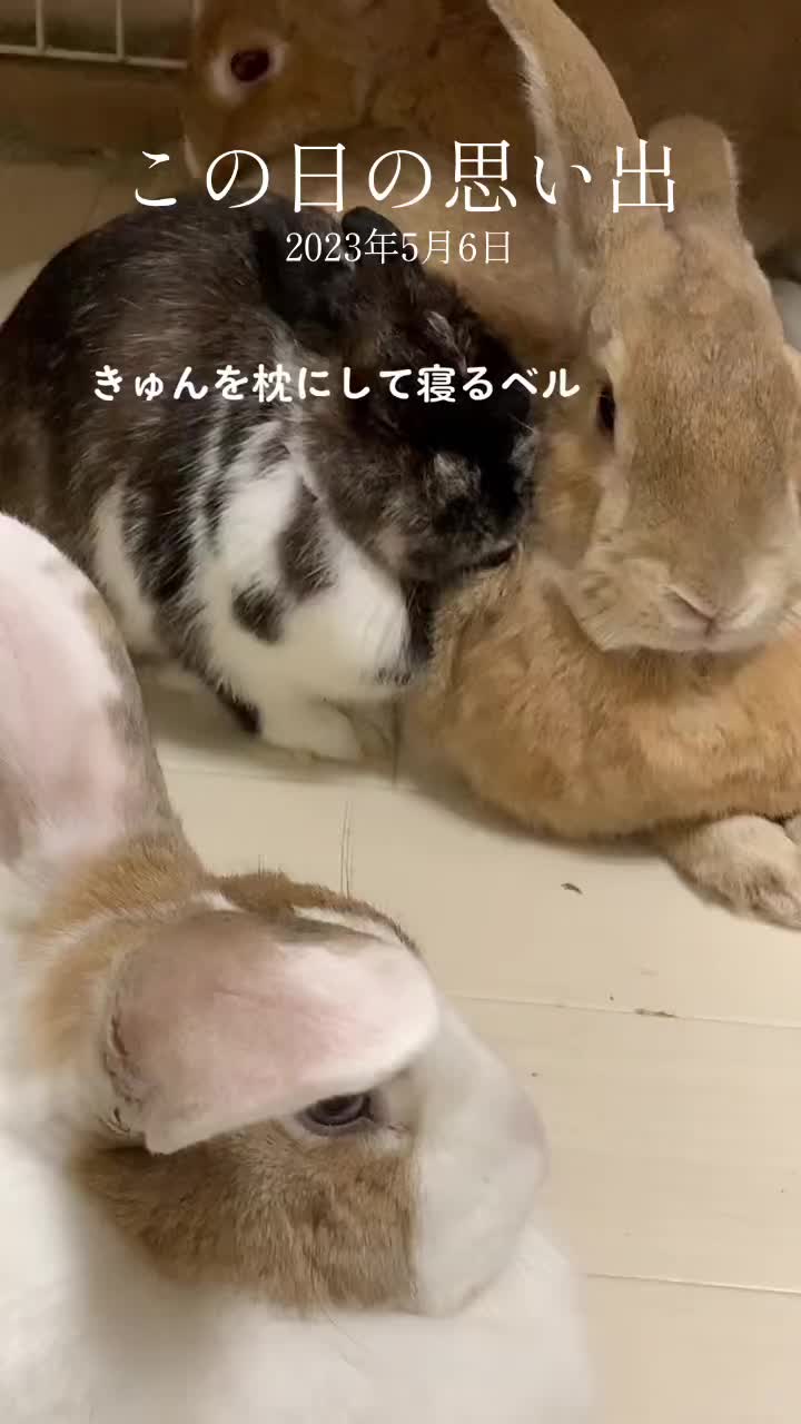 @和風wafu✨🐰🐰🐰🐰👿💕