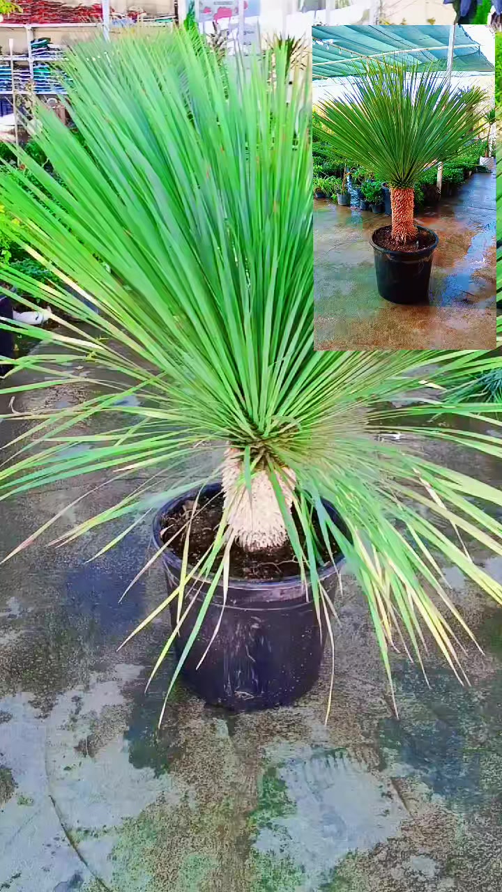 @🍂گوردسـتآنيـﮯ✨ عمـر 🌺