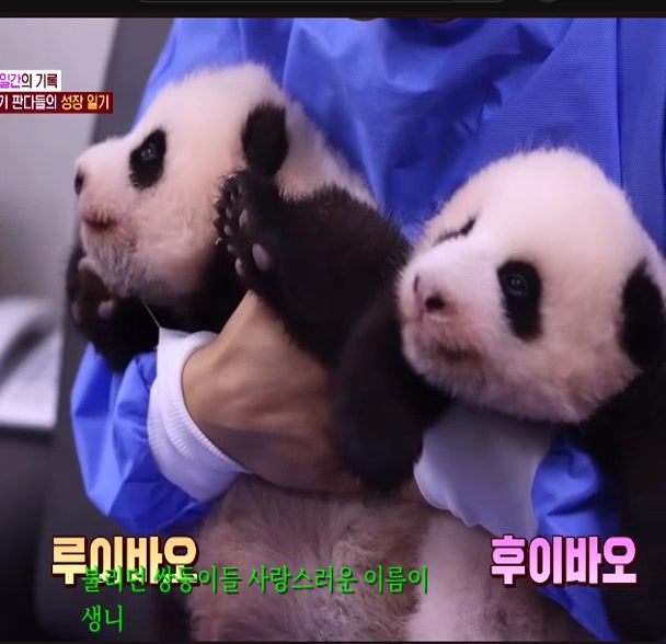 @K-PANDA kim