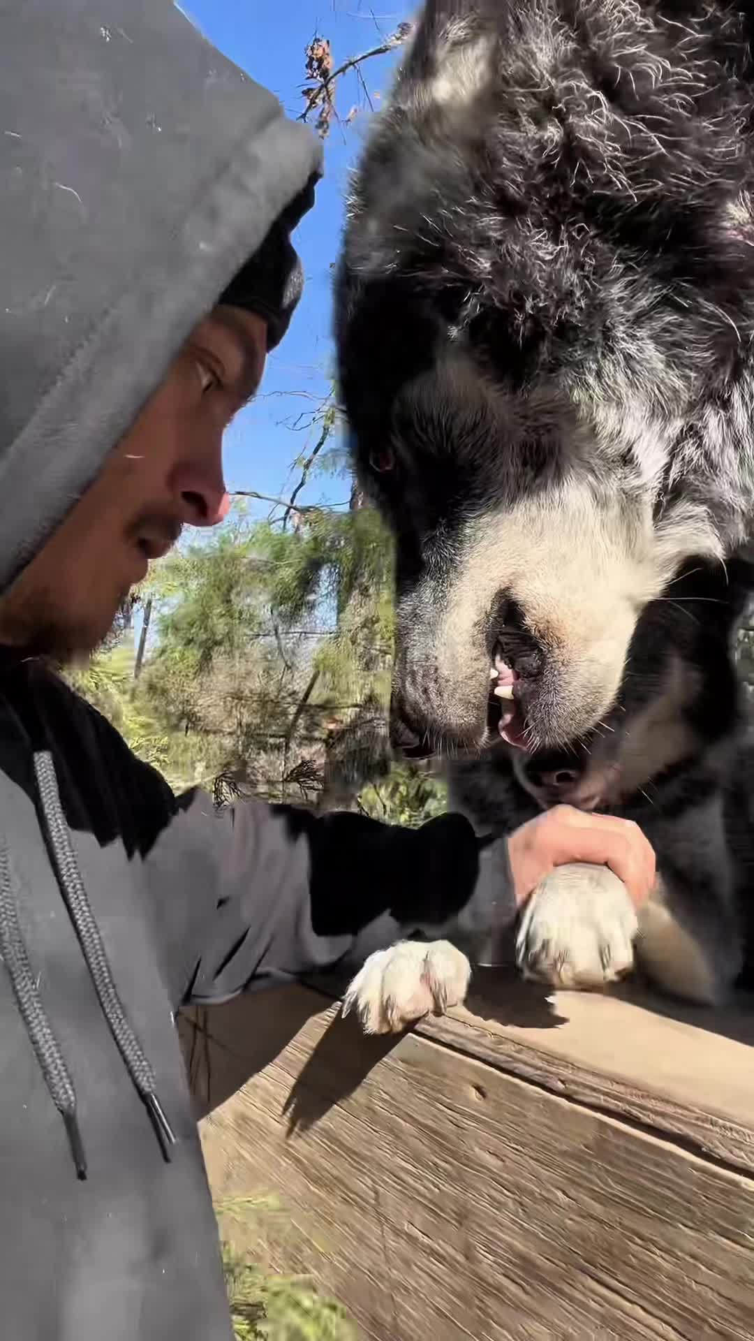 @funnyvideo3782