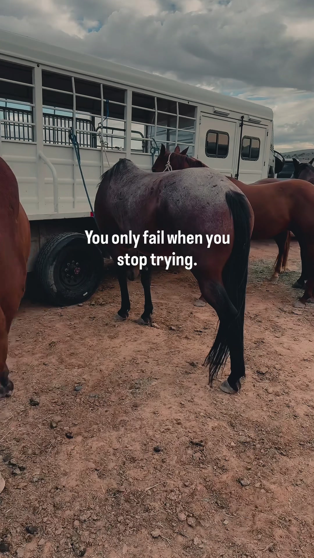 @The Cow Dude