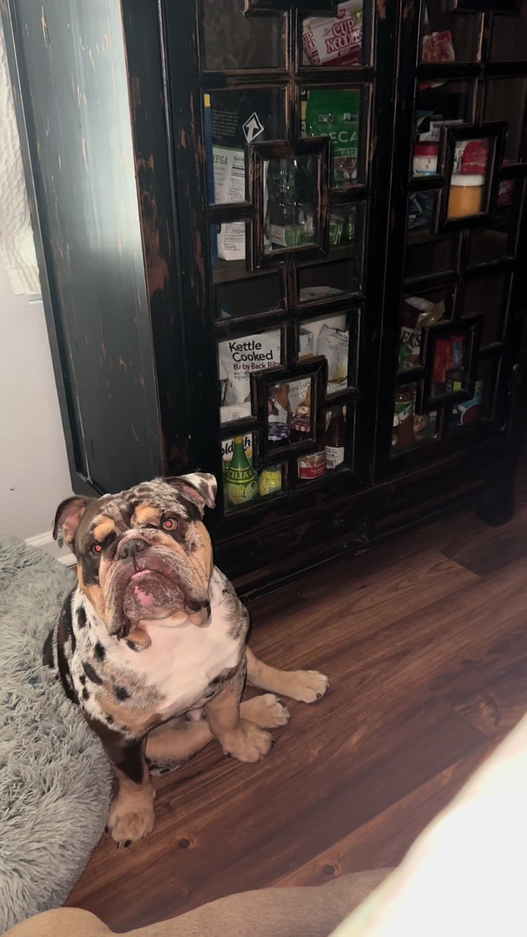 @barkleythabulldog