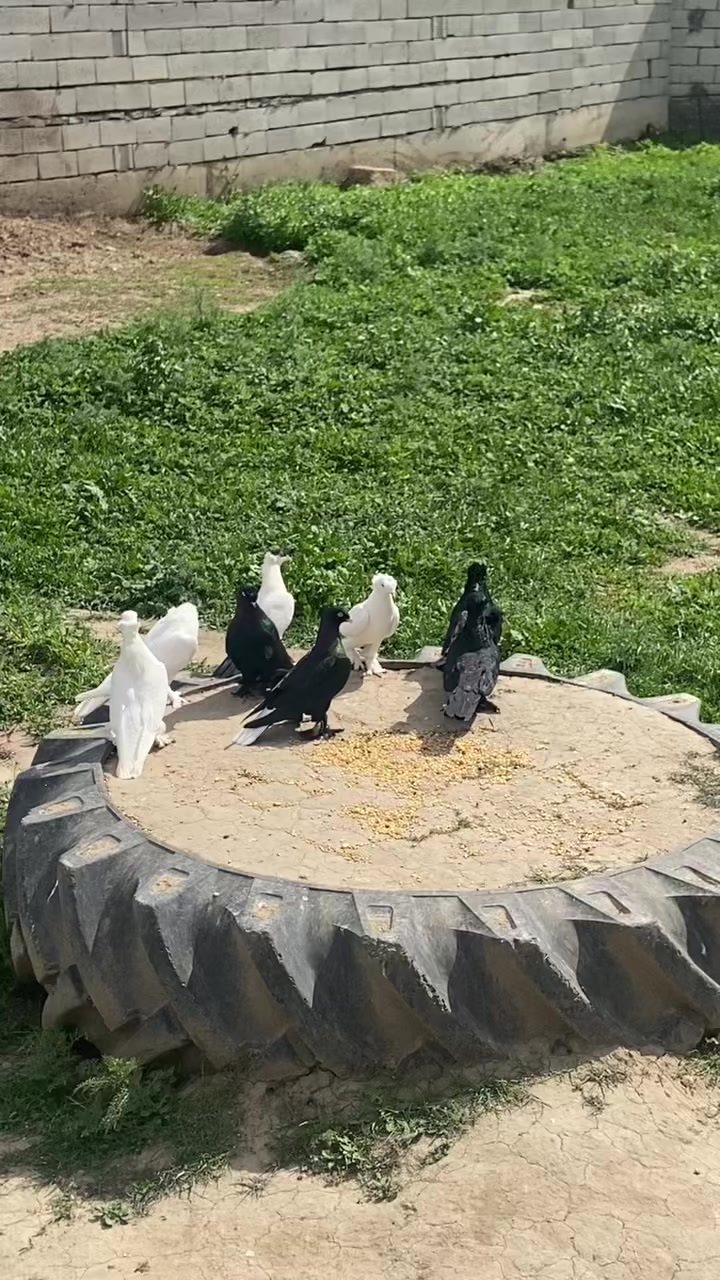 @Özkan Ulurak