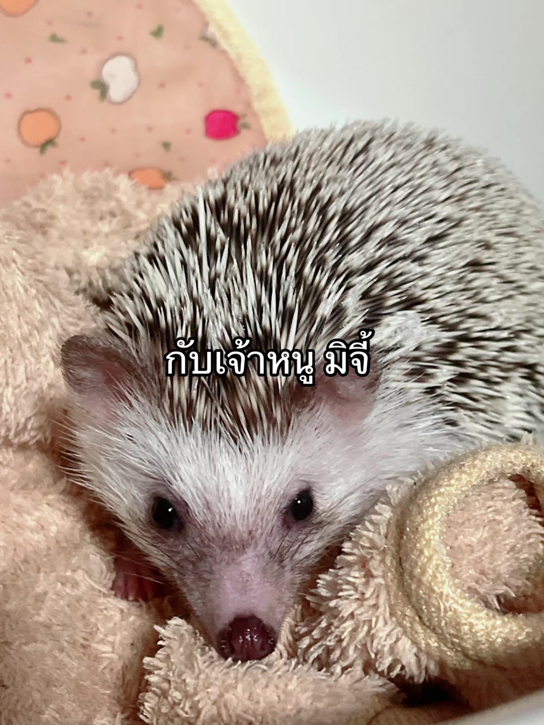 @❤️เป็ปเปอร์หมูจู๊ด❤️