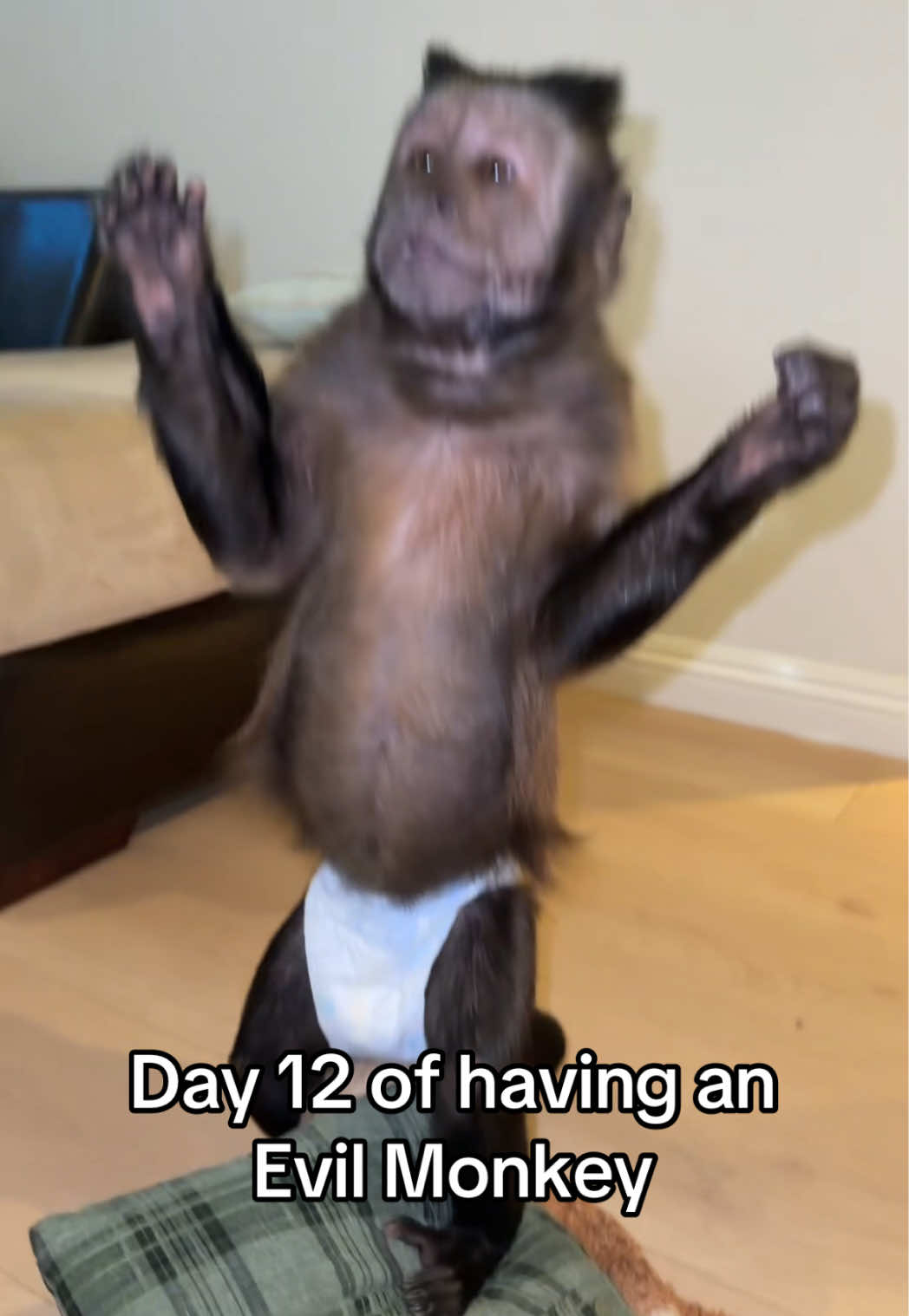 @dexthemonkeyy
