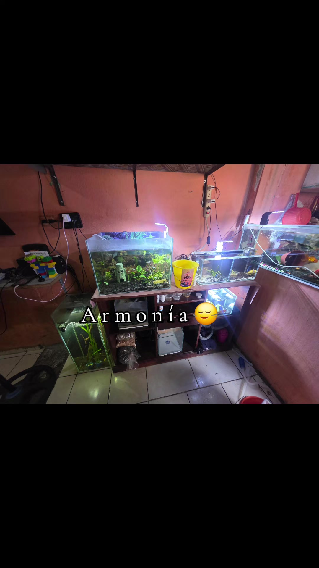 @Acuario Zoo Fish💙