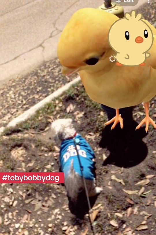 @Tobybobbydog
