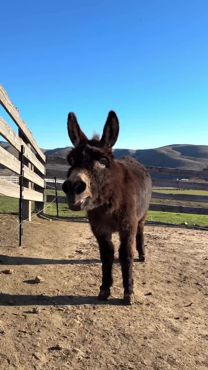 @Double Donkey Ranch