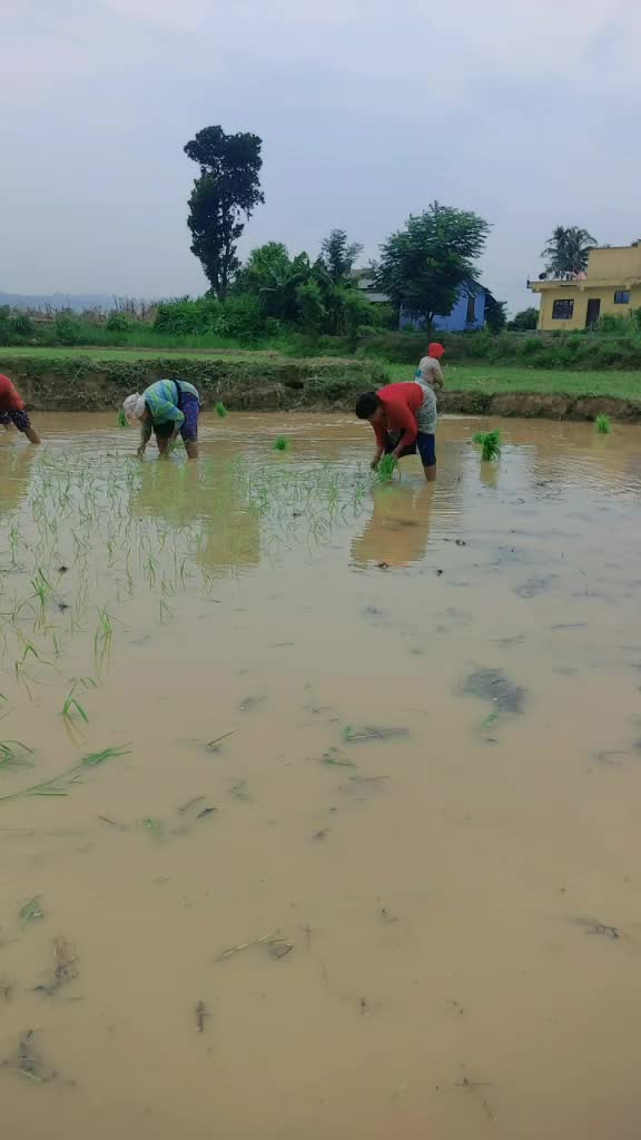 @Nira Basnet