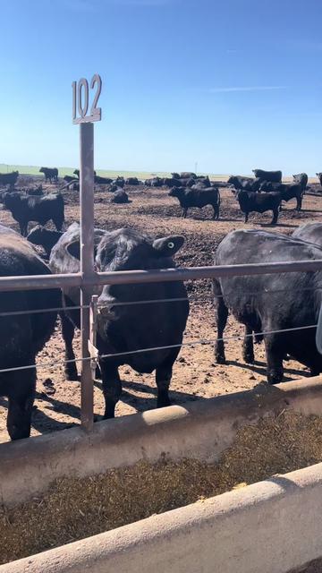 @Javier| Nebraska Ranch