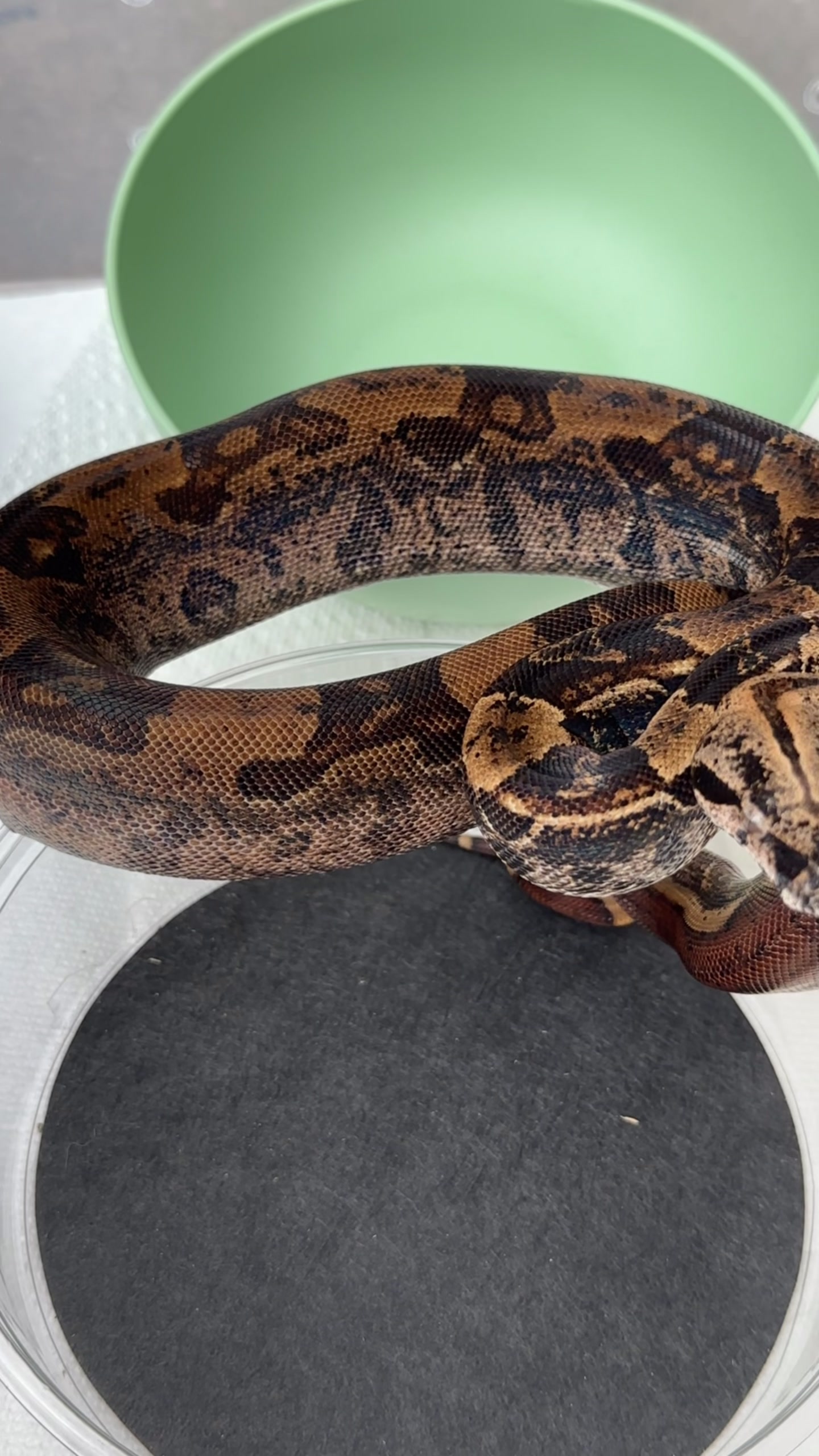 @A&L Reptiles
