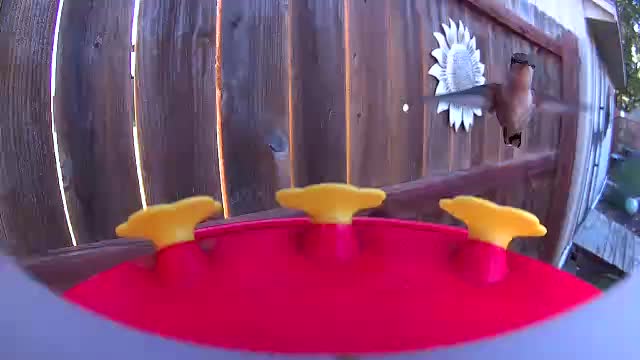 @Crazy Bird Lady
