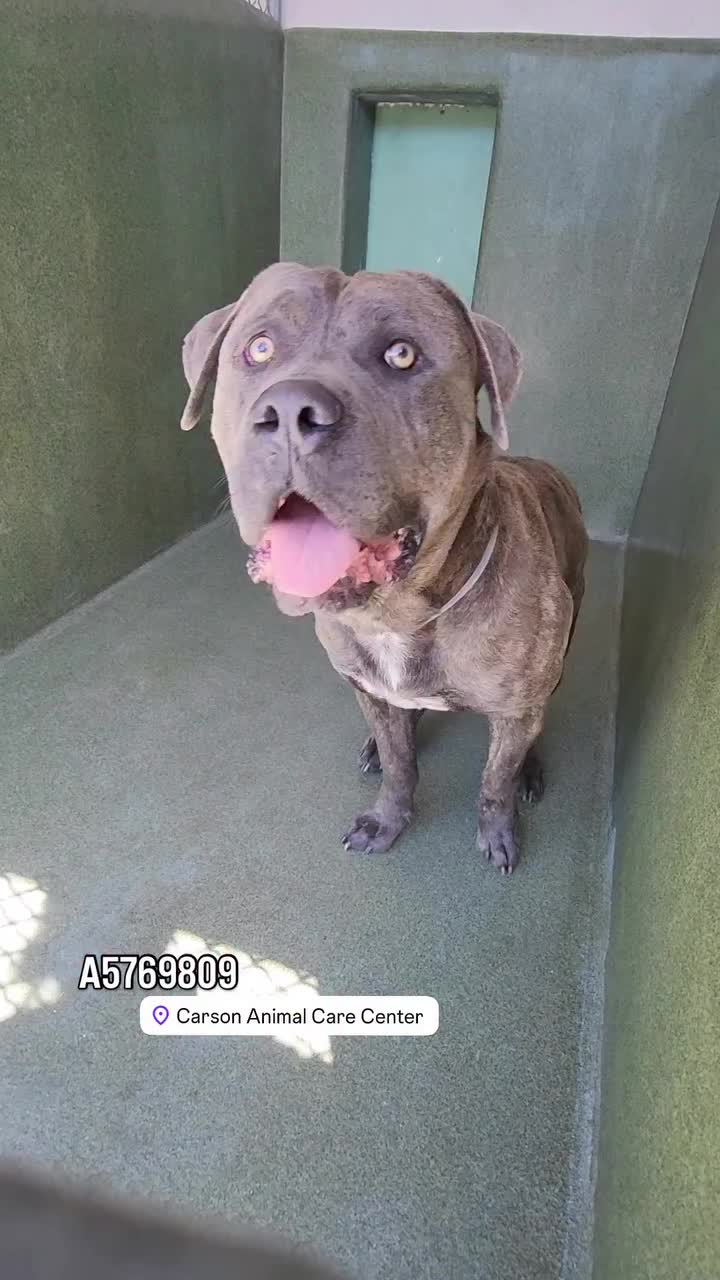 @Saving Mastiffs