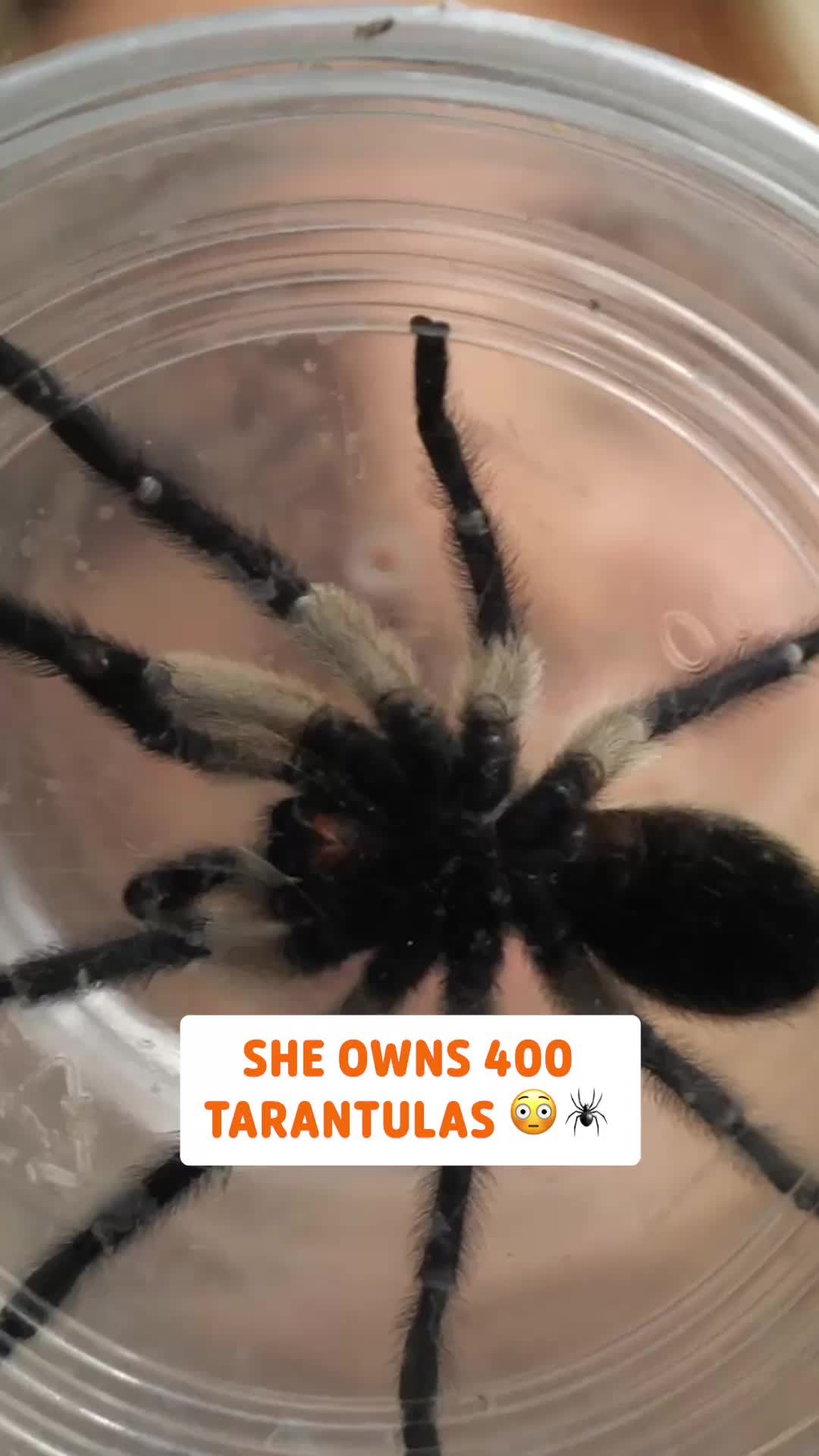 @Pawsome Pets