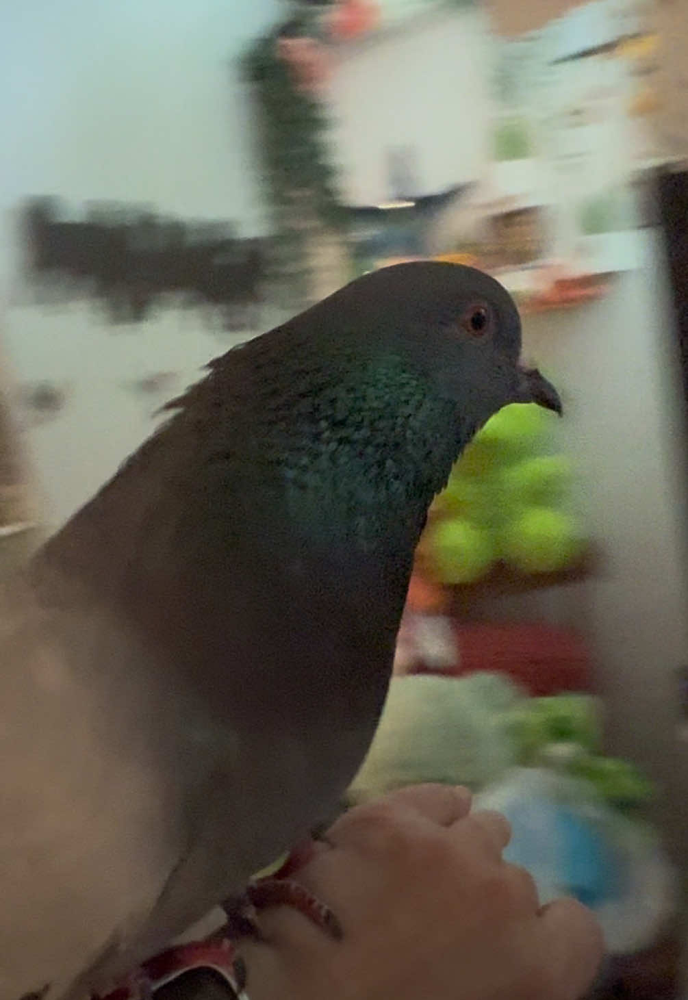 @Beebee The Pigeon