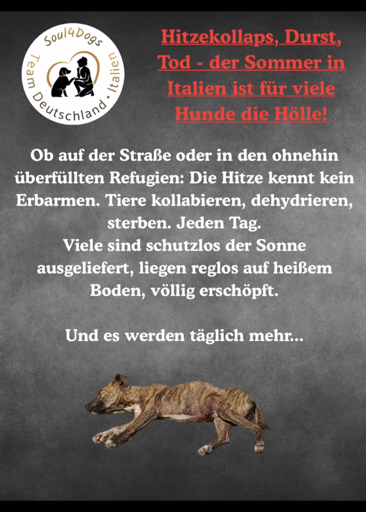 @soul4dogs