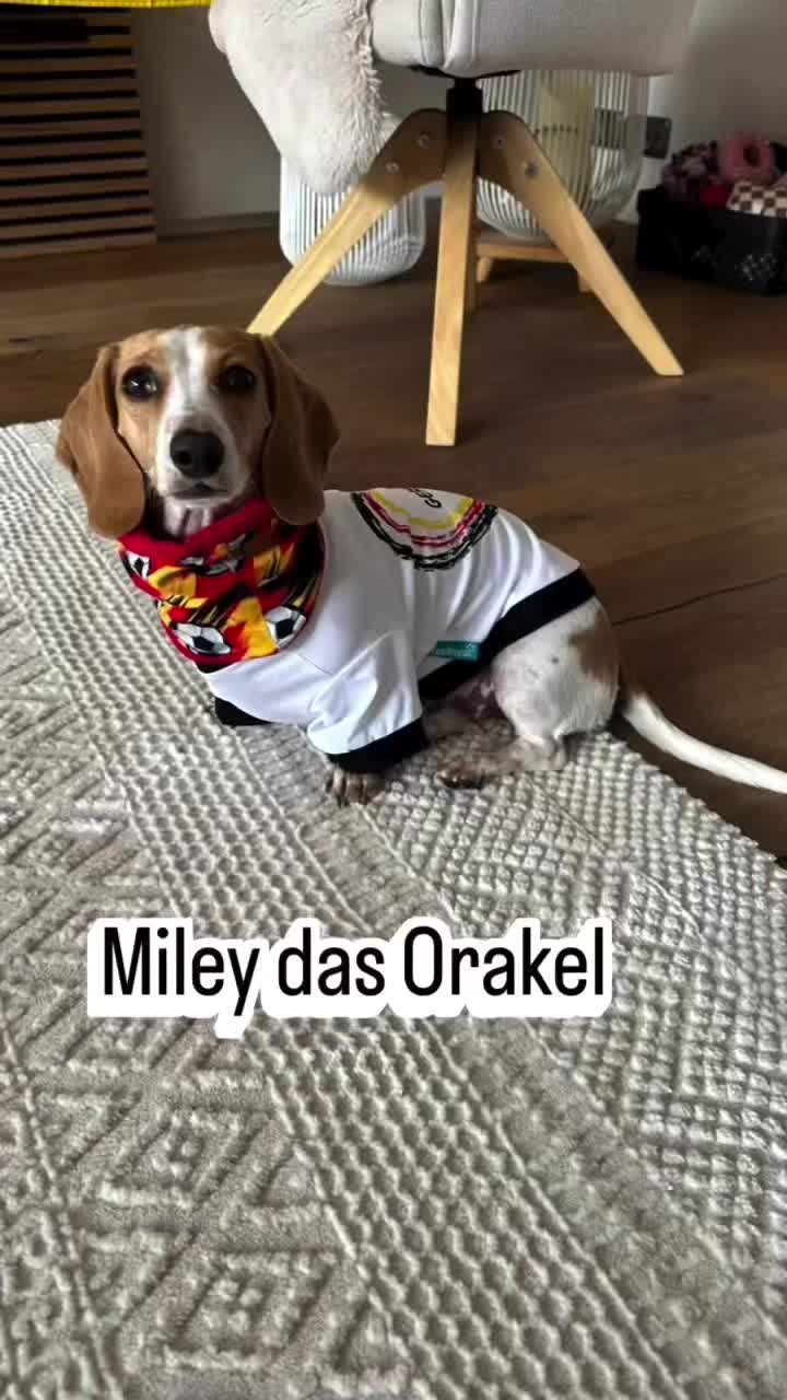 @Mileythedackel