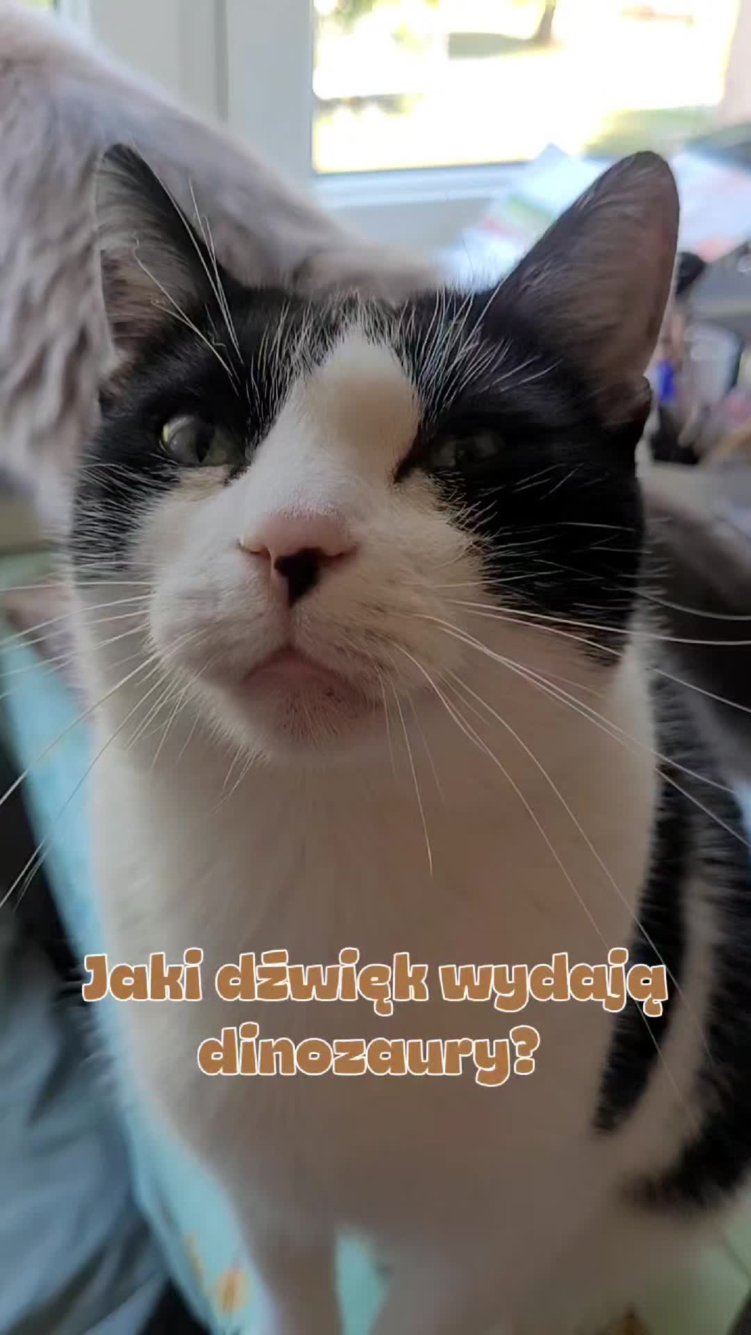 @😻Ekipa Świrka 😻