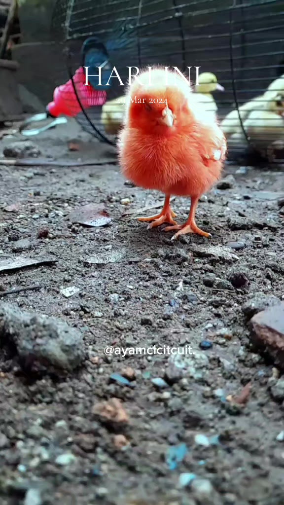 @Ayam Cicit Cuit