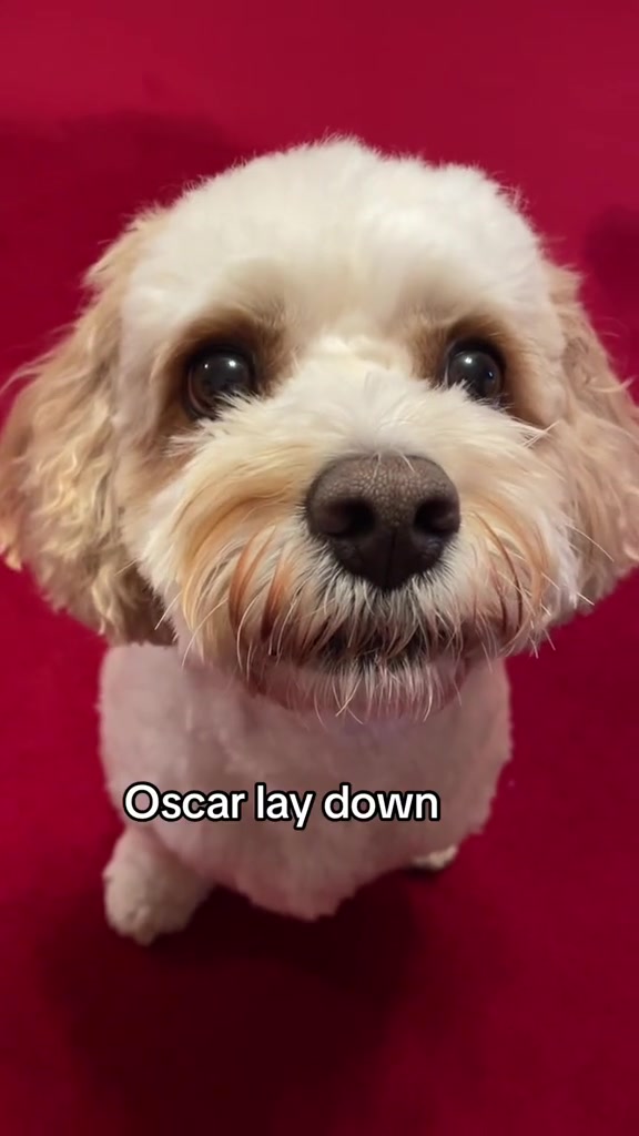 @My Cavachon