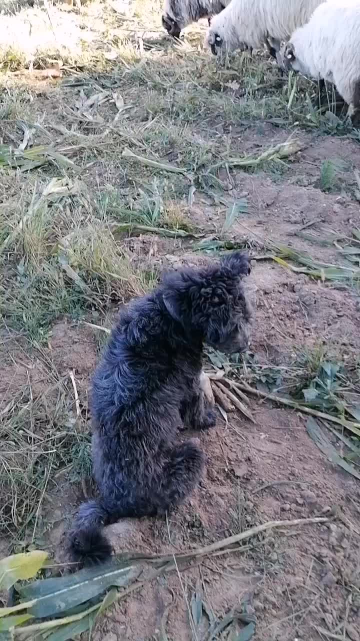 @Ionuț Boghitoi 38