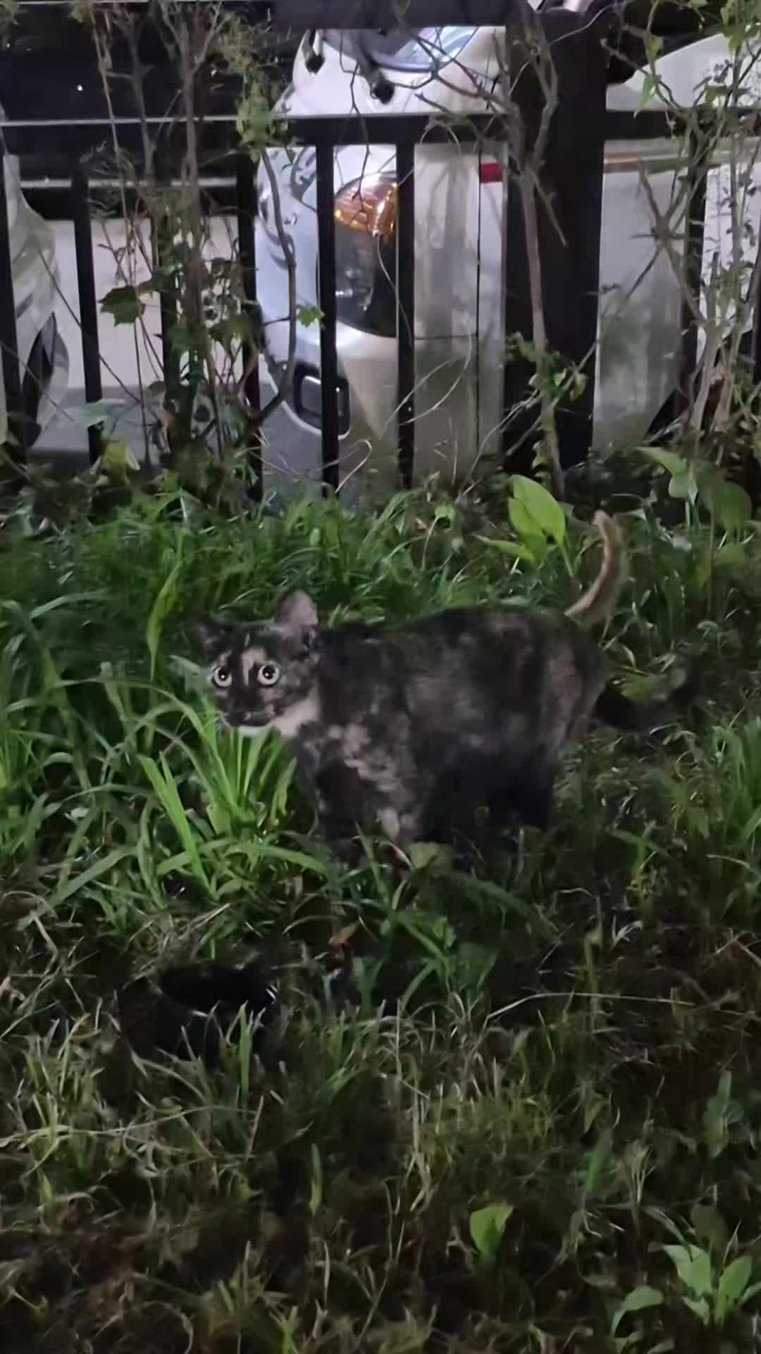 @고양이 형아