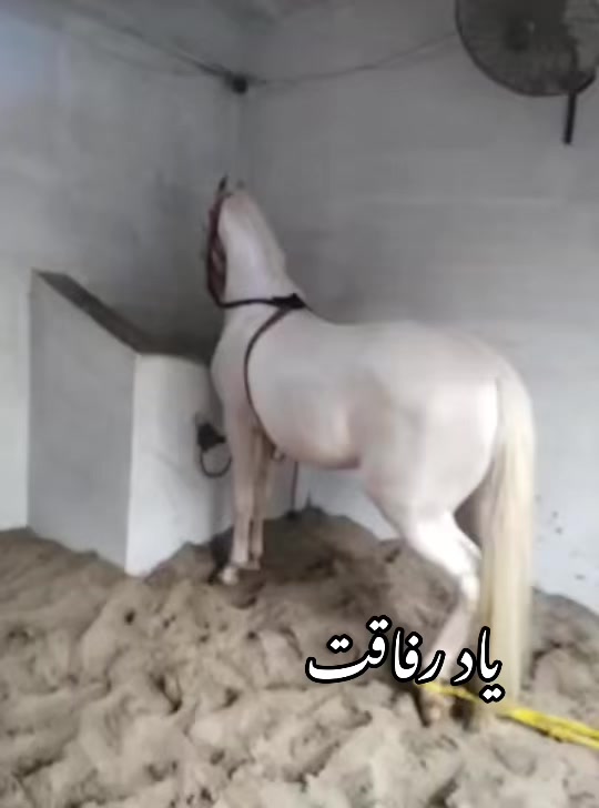@Farasat Ali Ranjha Awan
