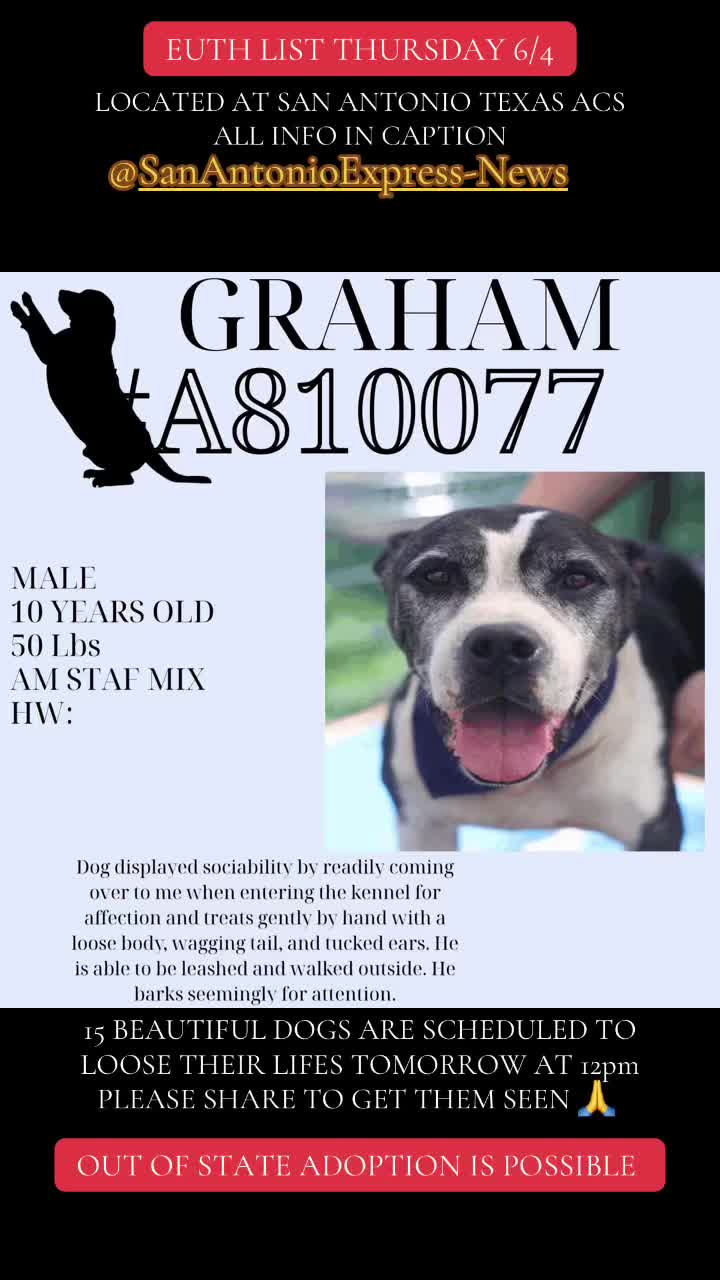 @@rescuedogs911