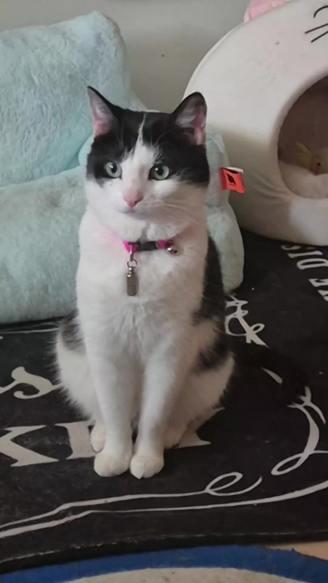 @Fluffy Cat