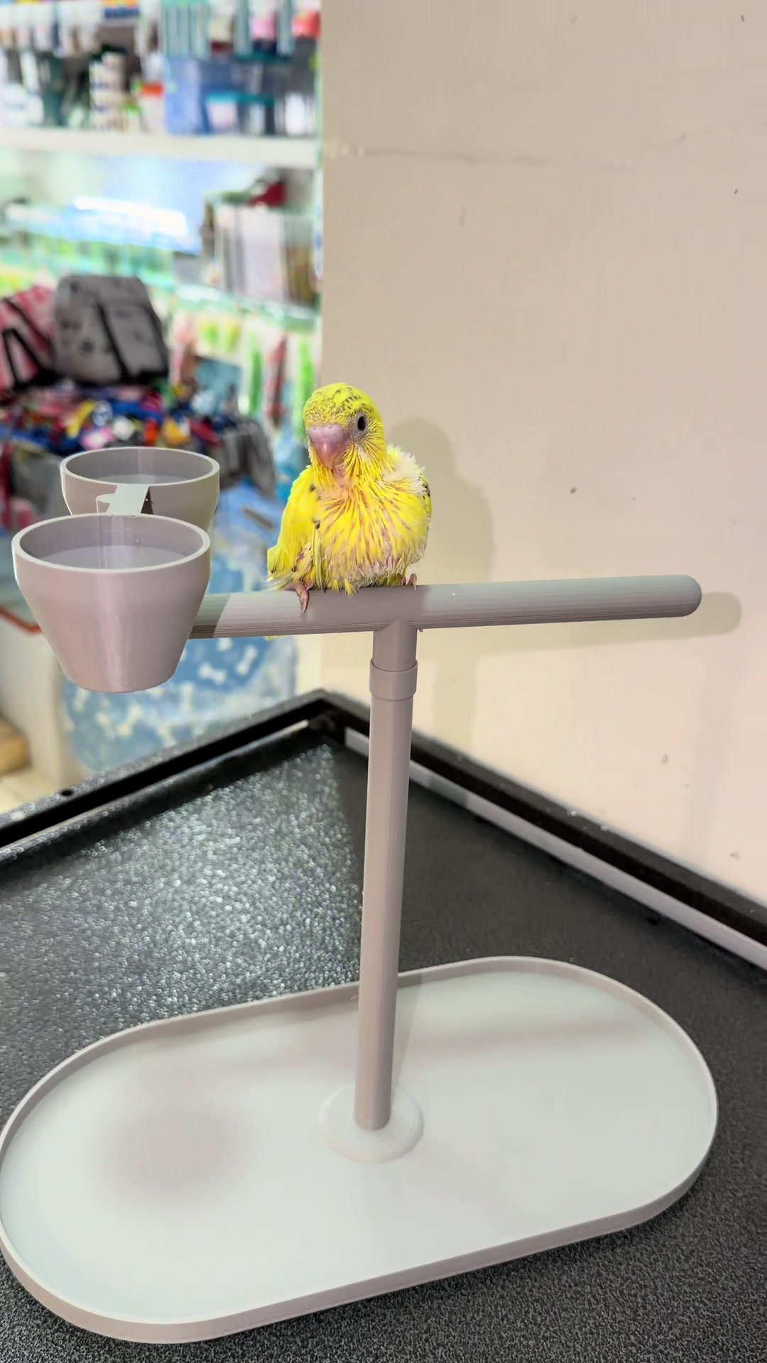 @Baby’s Bird
