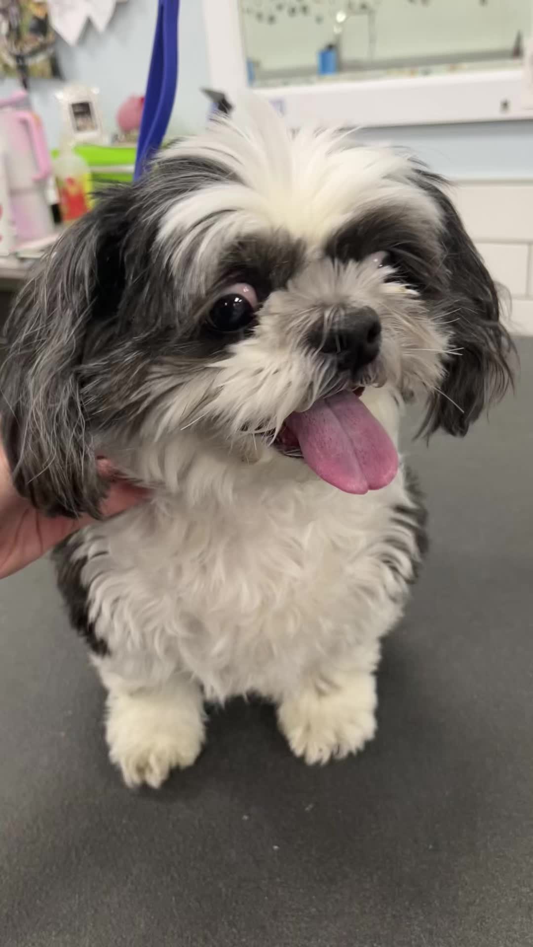 @desilynns_dogs