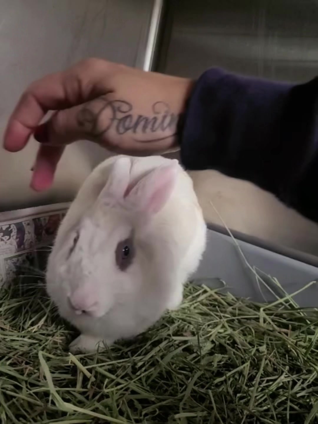 @Bunniesofeastvalley