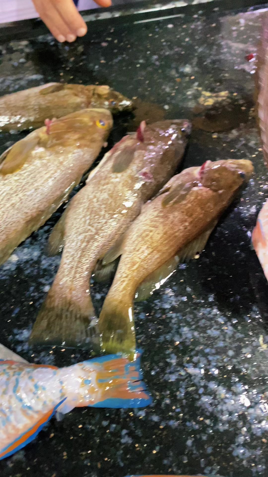 @مطعم ومسمكة الريس الصرفند