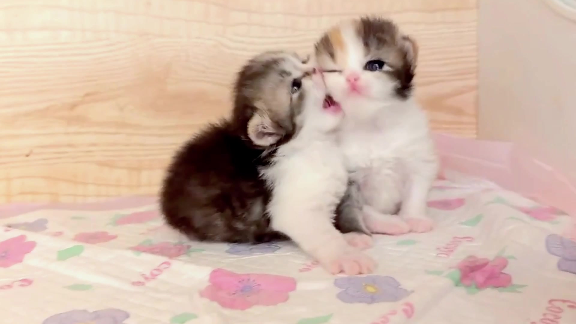 @catbosssss
