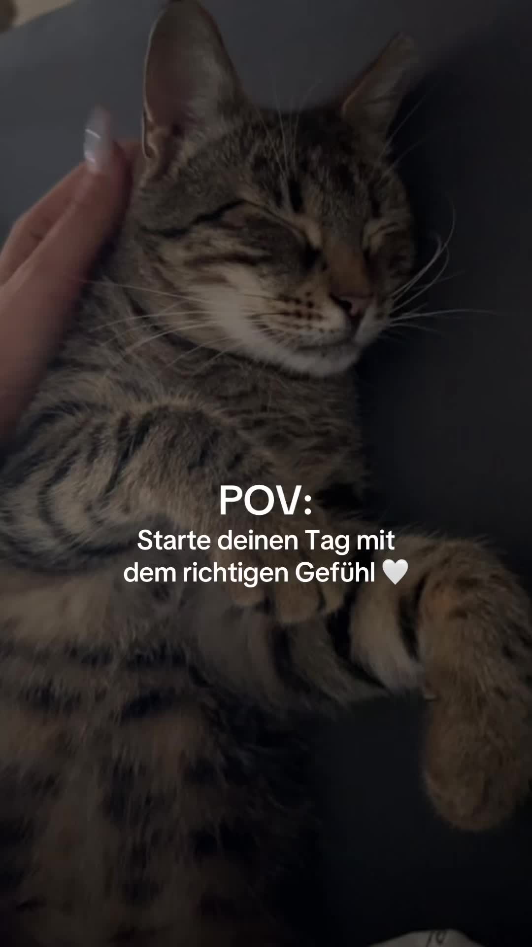 @Lynxk 🧚