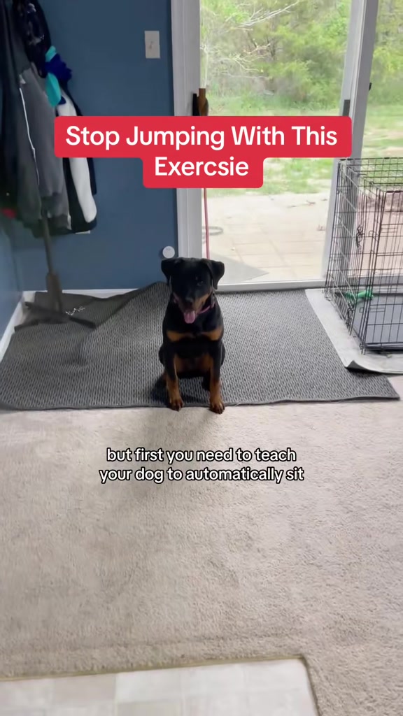 @Best Buddy Dog Trainer LLC