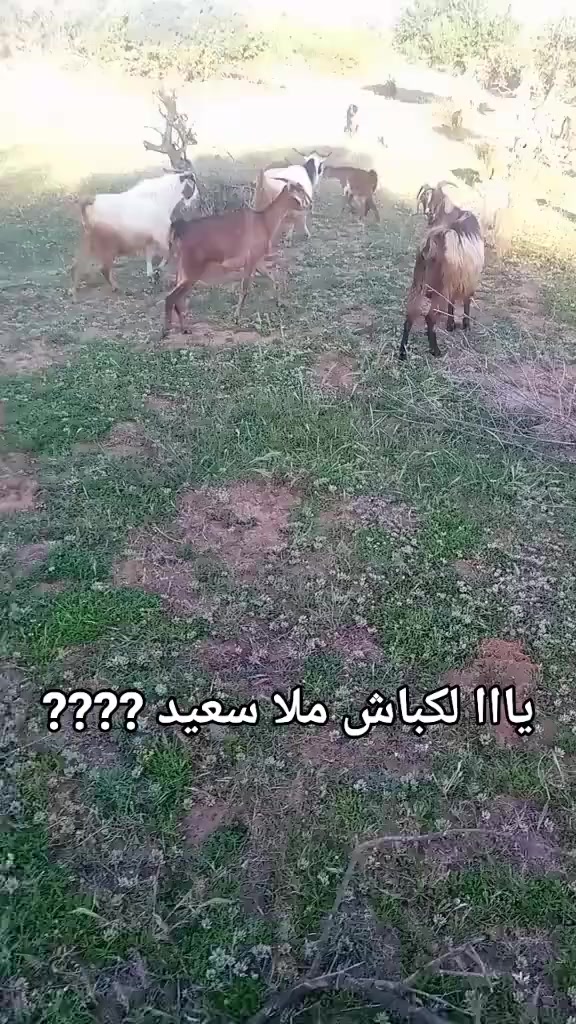 @Hosni zouaoui