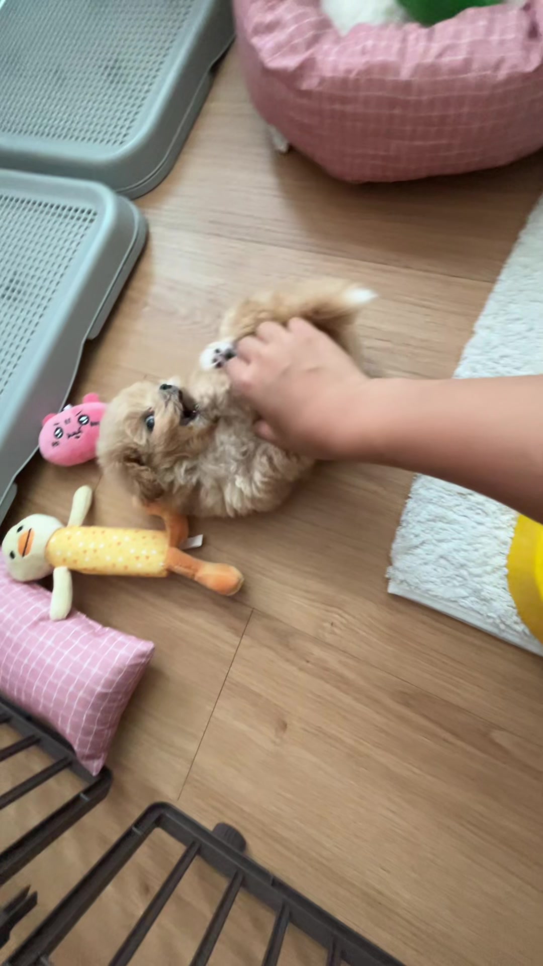@박줄격