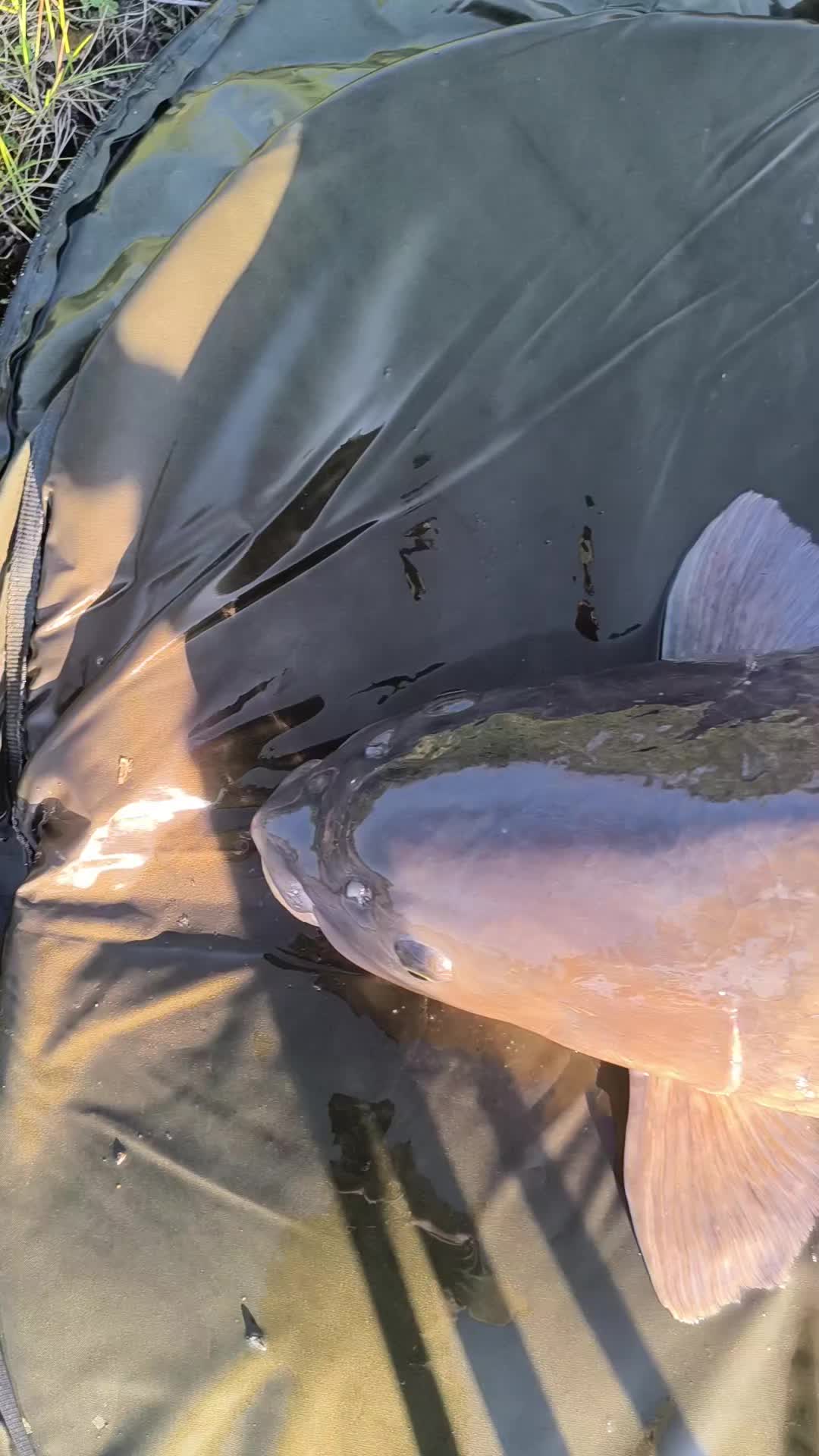 @Jocarpfishing