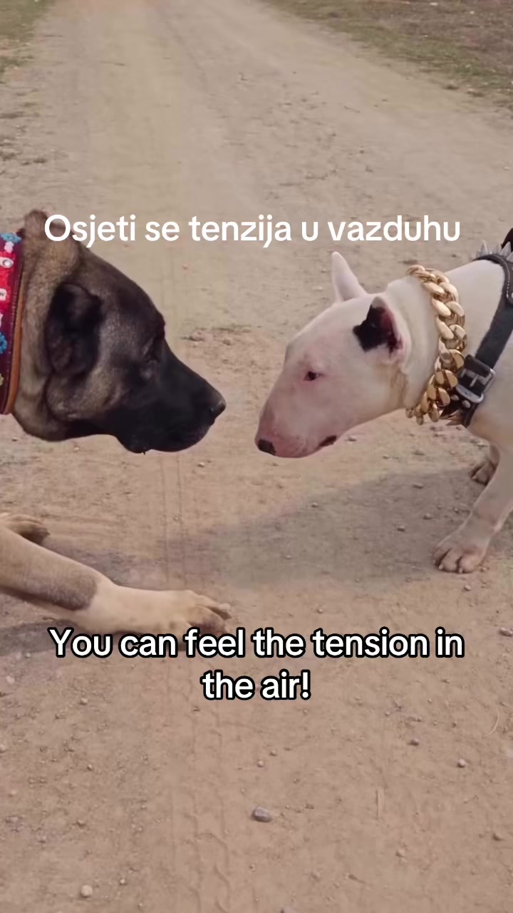 @Golden Wolf