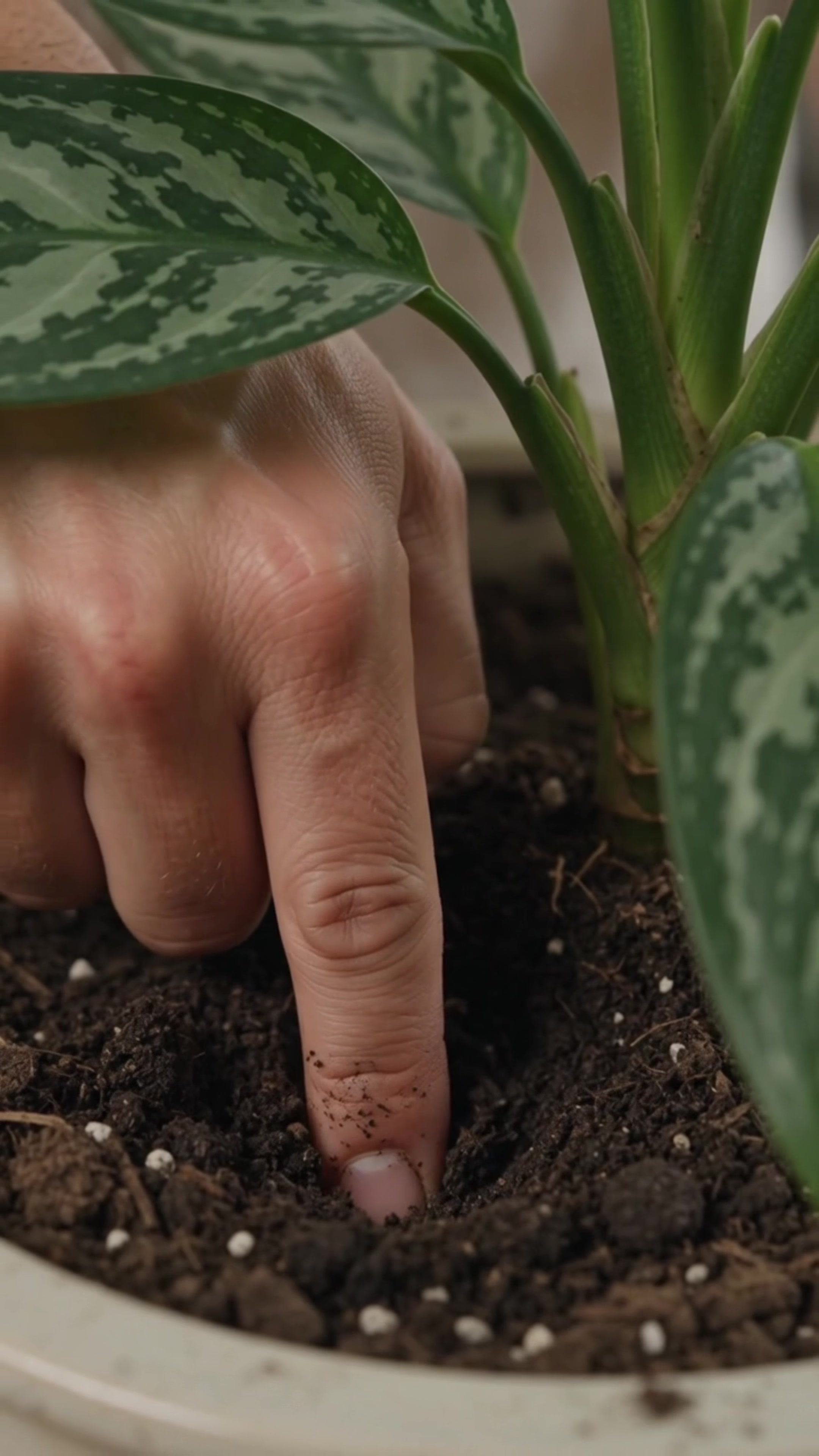 @RootGrowings