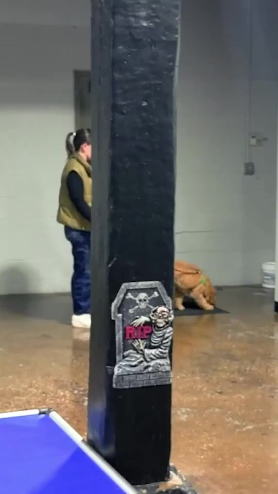 @Miracle K9 Training