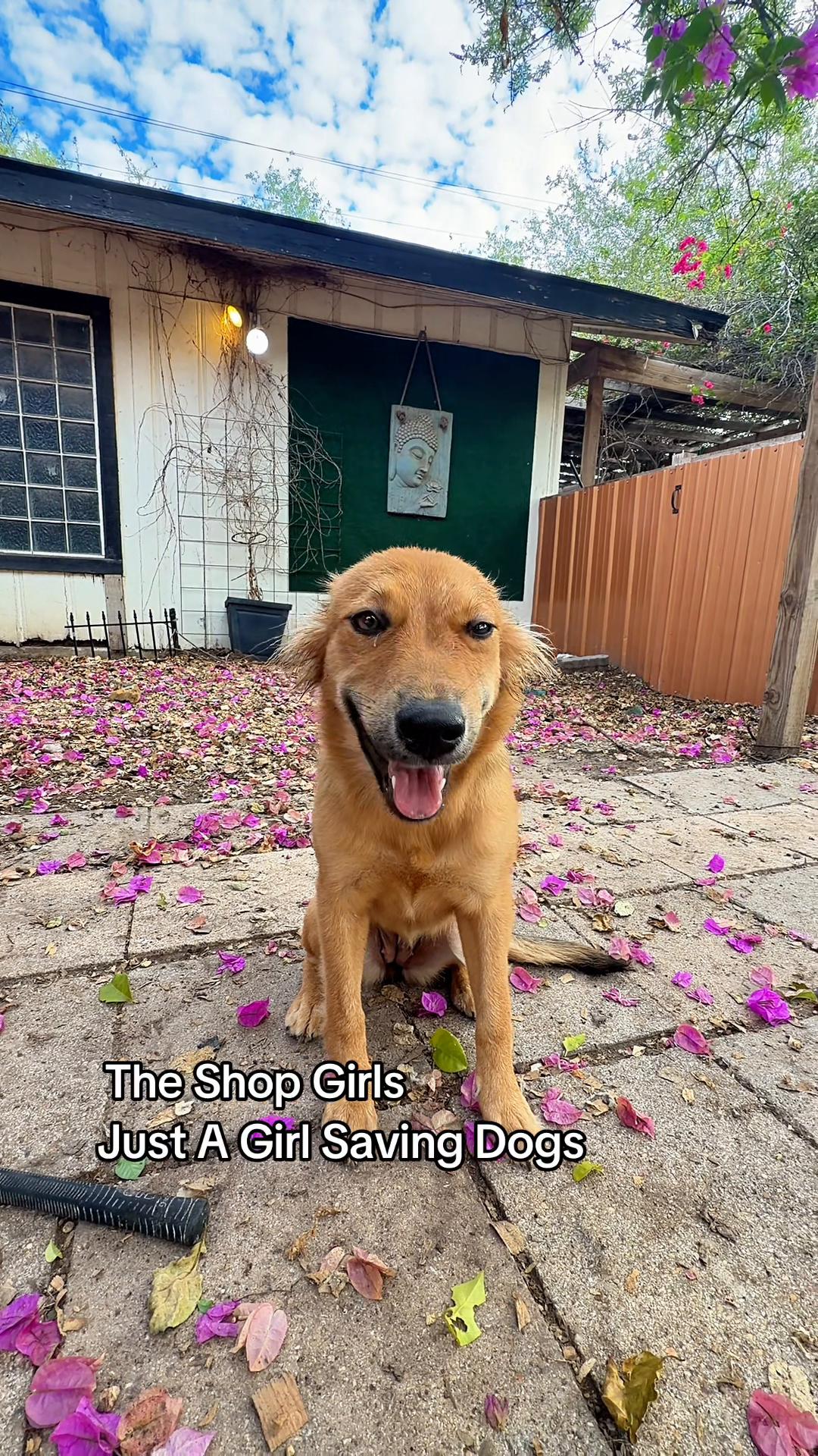@Just A Girl Saving Dogs