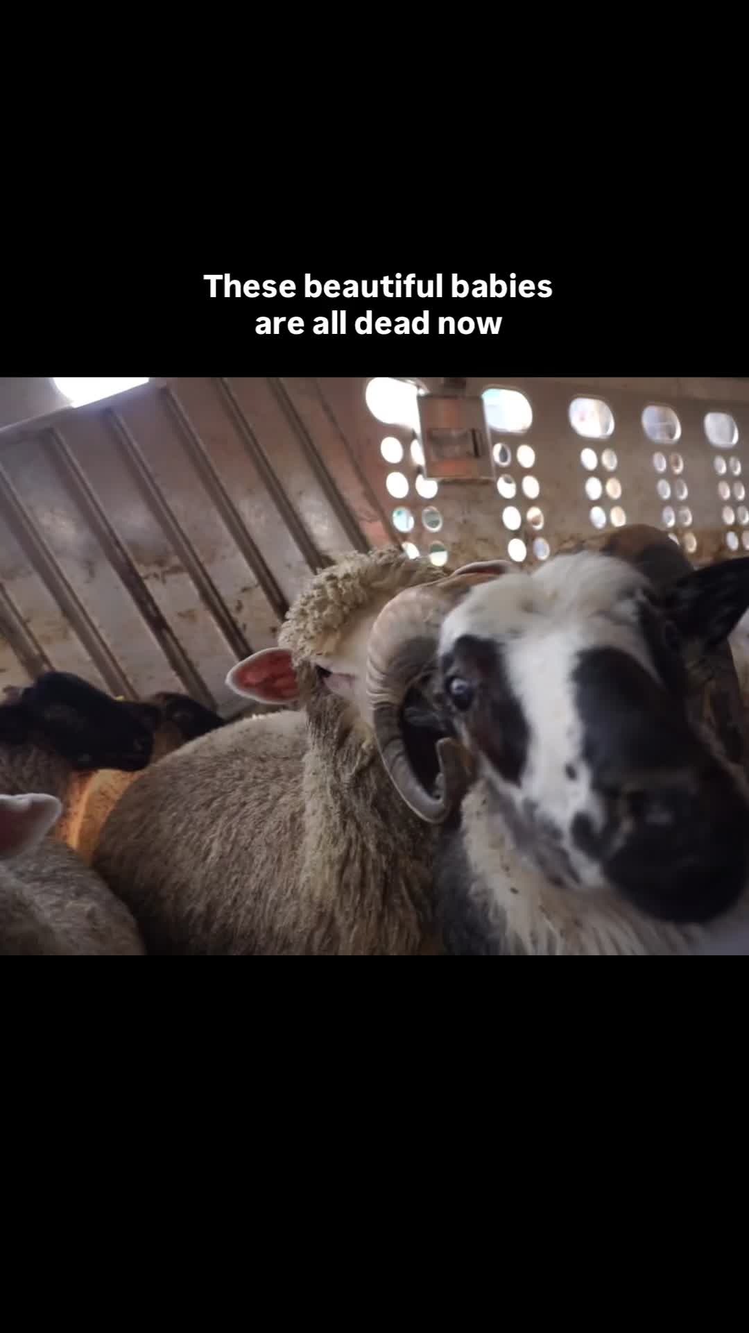@Animal Save Movement